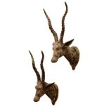 A pair of carved wooden and painted Indian-style antelope trophy heads,each on a wooden shield,