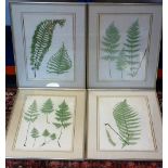 A set of four circa 1850 English colour plates produced by the 'New Nature' Printing Process;