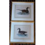 A pair of gilt-framed and glazed (later) early 19th century hand-coloured engravings of ducks