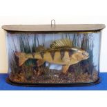 A bow-fronted glass-cased perch taxidermy, ' Perch - Caught by A.G.