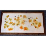 KAY ELLIOTT (20th Century), a framed and glazed watercolour study of orange/yellow wild flowers,