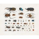 ƒALOYS ZÖTL (1803-1887) INSECTE SCARABÉE - PLANCHE 15, 1848 Watercolour on paper; inscribed lower