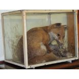 TAXIDERMY - A Victorian stuffed fox and pheasant in glass case, 45cms high 52cms wide