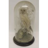 Taxidermy - a Victorian barn owl mounted perching amongst dried grass, under glass dome