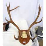 10 POINT STAG ANTLERS ON OAK SHIELD