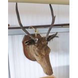 6 - POINT STAGS HEAD ON OAK SHIELD