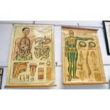 PAIR OF ELEMENTARY PHYSIOLOGY WALL HANGINGS BY ROBERT E. HOLDING, NO.1 THE SKELETON AMD NO.