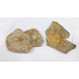 2 FOSSILIZED STAR FISH IN MATRIX