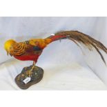 TAXIDERMY STUDY OF A RED GOLDEN PHEASANT