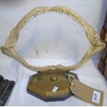 SHARKS JAW WITH TEETH MOUNTED ON A WOOD AND BRASS BASE 37 CM ACROSS