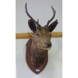 6 - POINT STAGS HEAD ON OAK SHIELD