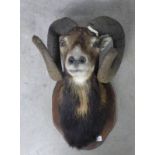 LATE 20TH CENTURY TAXIDERMY EUROPEAN MOUFLON SHOULDER MOUNT LOOKING STRAIGHT AHEAD MOUNTED ON OAK