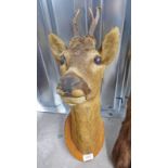 TAXIDERMY ROE BUCK,