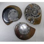 3 POLISHED GONIATITES 350 MILLION YEARS OLD