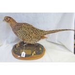 TAXIDERMY STUDY OF A PHEASANT WITH BRASS PLAQUE THAT READS "ROWENS FIRST PHEASANT KINNAIRD JAN