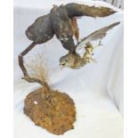 EARLY 20TH CENTURY TAXIDERMY STUDY OF A HAWK ATTACKING A BIRD ON A BURR WALNUT BASE 56CM TALL