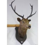 9 POINT STAGS HEAD ON SHIELD