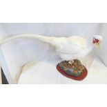 TAXIDERMY STUDY OF A WHITE PHEASANT