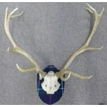 12 POINT ANTLERS ON SKULL SECTION ON TARTAN COVERED PLAQUE