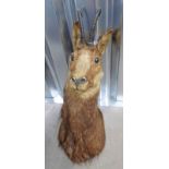 LATE 20TH CENTURY TAXIDERMY ALPINE CHAMOIS SHOULDER MOUNT LOOKING SLIGHTLY LEFT 34 CM FROM WALL