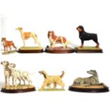 Border Fine Arts Dog Models Including: 'Whippet' (Standing, Style One), model No. 080 by Elizabeth