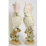 A pair of modern Royal Dux china figures of cockatoos