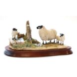 Border Fine Arts 'Wrong Side of the Fence' (Ewe and Lambs), model No. JH100 by Anne Wall, limited