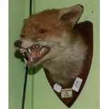 Taxidermy: Fox mask (Vulpes vulpes) on oak shield with mouth agape, bearing ivorine label 'Zetland