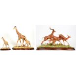 Border Fine Arts 'High Browsers' (Giraffe and Calf), model No. L139 by Richard Roberts, limited