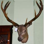 Taxidermy: Red Deer (cervus elaphus), circa 1900 head mount looking straight ahead, twelve points (