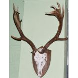 Taxidermy: Fallow Deer (Dama dama) antlers on cut upper skull mounted upon a shaped oak shield