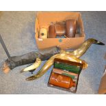 A box containing leather gaiters, bovine horns etc