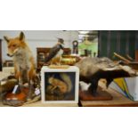 Taxidermy: A Collection of Various Countryside Animals & Bird, to include- a full mount Red Fox in