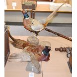 Taxidermy: Ring Necked pheasants, full mount cock bird stood with tail raised on a split wooden
