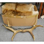 Taxidermy: European moose antlers mounted as a ceiling light, two fallow deer skins and a mouflon