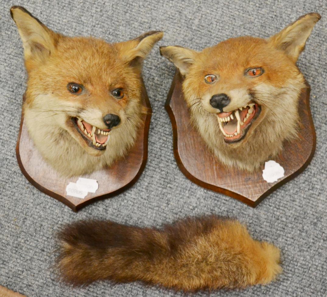 Taxidermy: Red fox masks (vulpes vulpes) late 20th century, two fox masks both on shaped oak