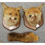 Taxidermy: Red fox masks (vulpes vulpes) late 20th century, two fox masks both on shaped oak