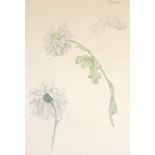 Gerald French (1927-2001) Study of a Chrysanthemum Signed and dated (19)46, pencil and