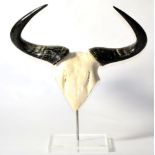 Blue Wildebeest Polished Horns on Cut Upper Skull, mounted upon a perspex stand