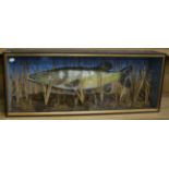 A reproduction pike enclosed within a large ebonised display case in a natural river bed of setting