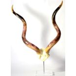 Greater Kudu Polished Horns on Cut Upper Skull, mounted upon a perspex stand