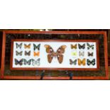 Etomology: An Oriental Style Framed Collection of 19 Various Asian Butterflies and Moths,