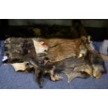 Taxidermy: European Wild Boar (Sus scrofa), modern, six various sized prepared skins, juvenile and