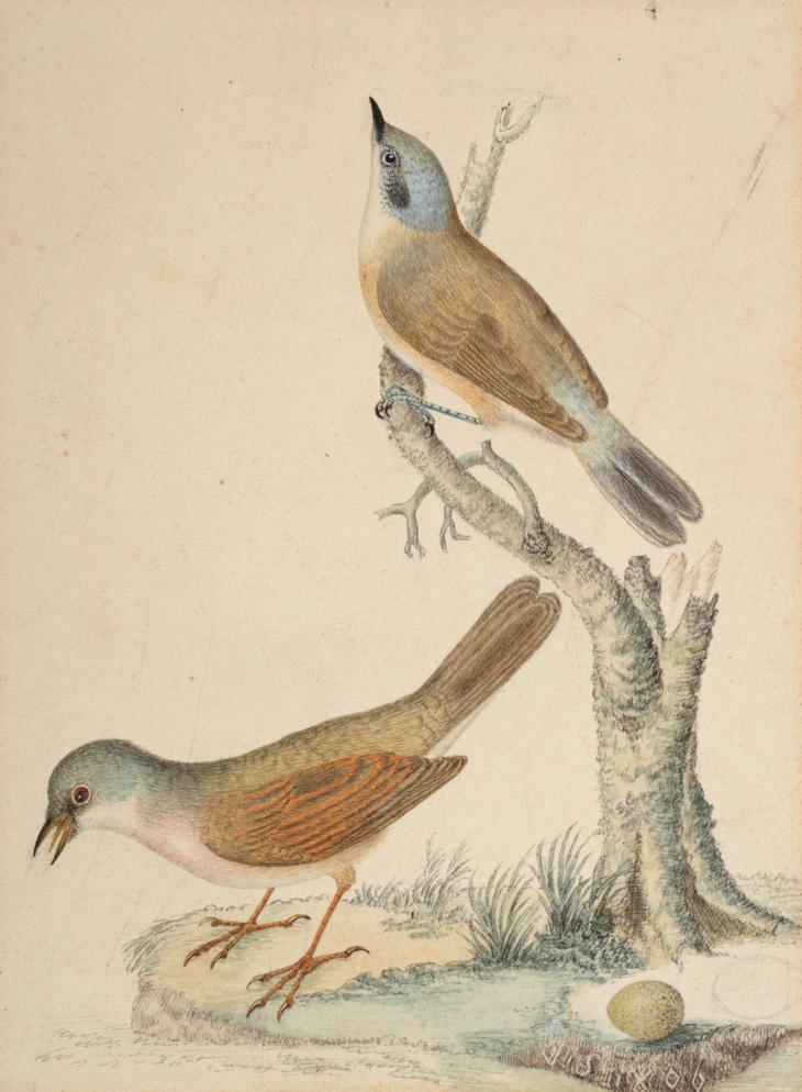 Sir William Strickland, 6th Bt. (1753-1834) Whitethroats Initialled and dated 1806, pencil and - Image 6 of 8