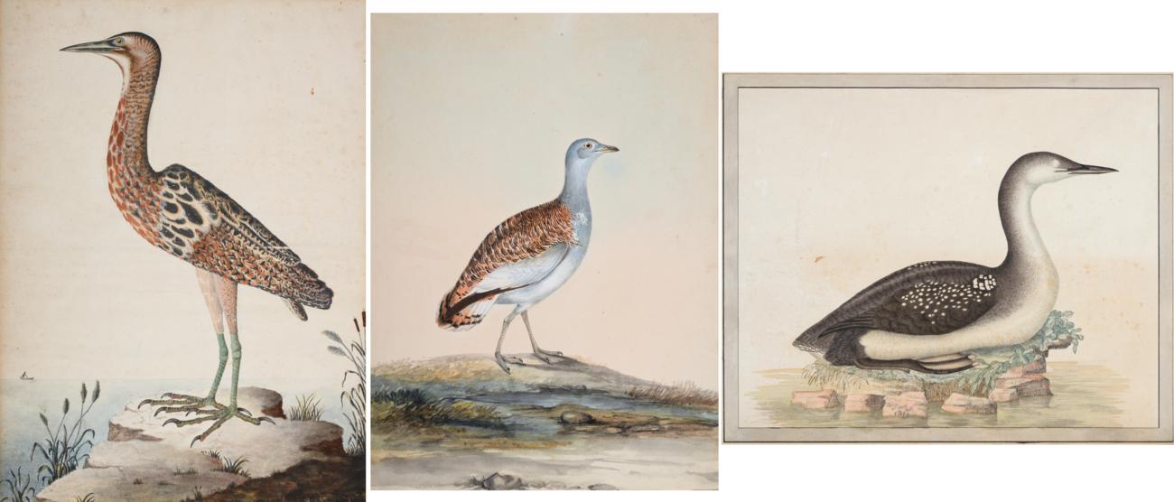 Sir William Strickland, 6th Bt. (1753-1834) Young Black-Throated Diver at rest Initialled and