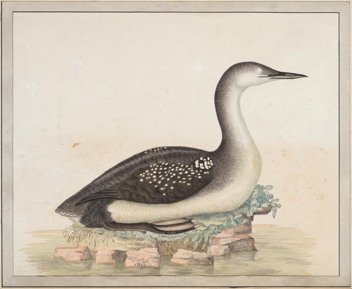 Sir William Strickland, 6th Bt. (1753-1834) Young Black-Throated Diver at rest Initialled and - Image 4 of 4