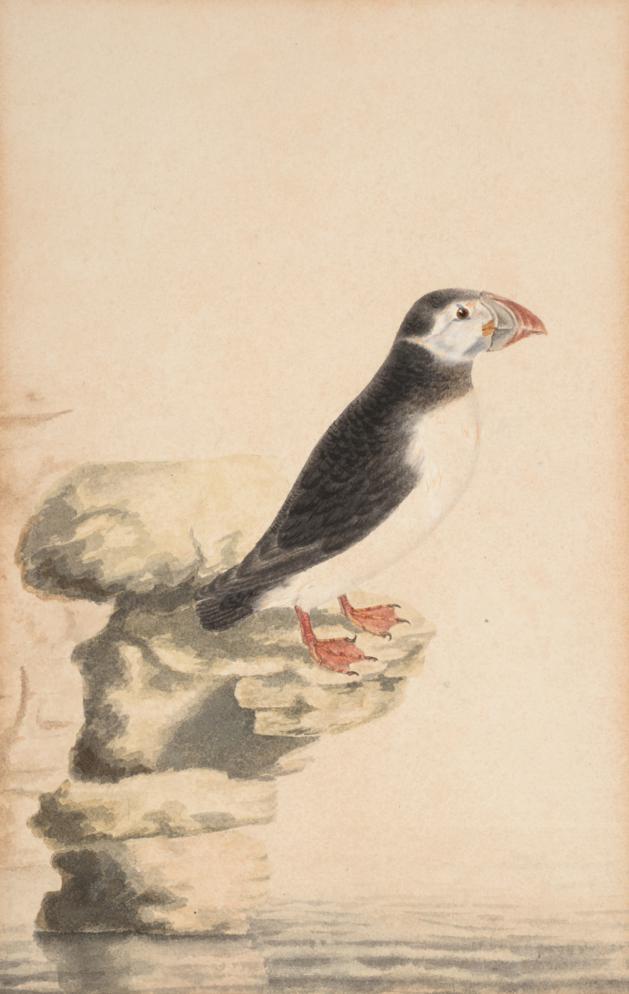 Sir William Strickland, 6th Bt. (1753-1834) Whitethroats Initialled and dated 1806, pencil and - Image 2 of 8