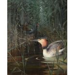 William Woodhouse (1857-1937) Great Crested Grebe and Moorhen in rushes Signed, oil on canvas, 51.