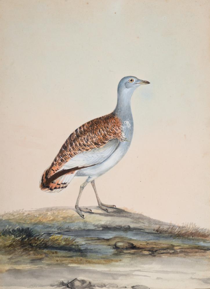 Sir William Strickland, 6th Bt. (1753-1834) Young Black-Throated Diver at rest Initialled and - Image 3 of 4