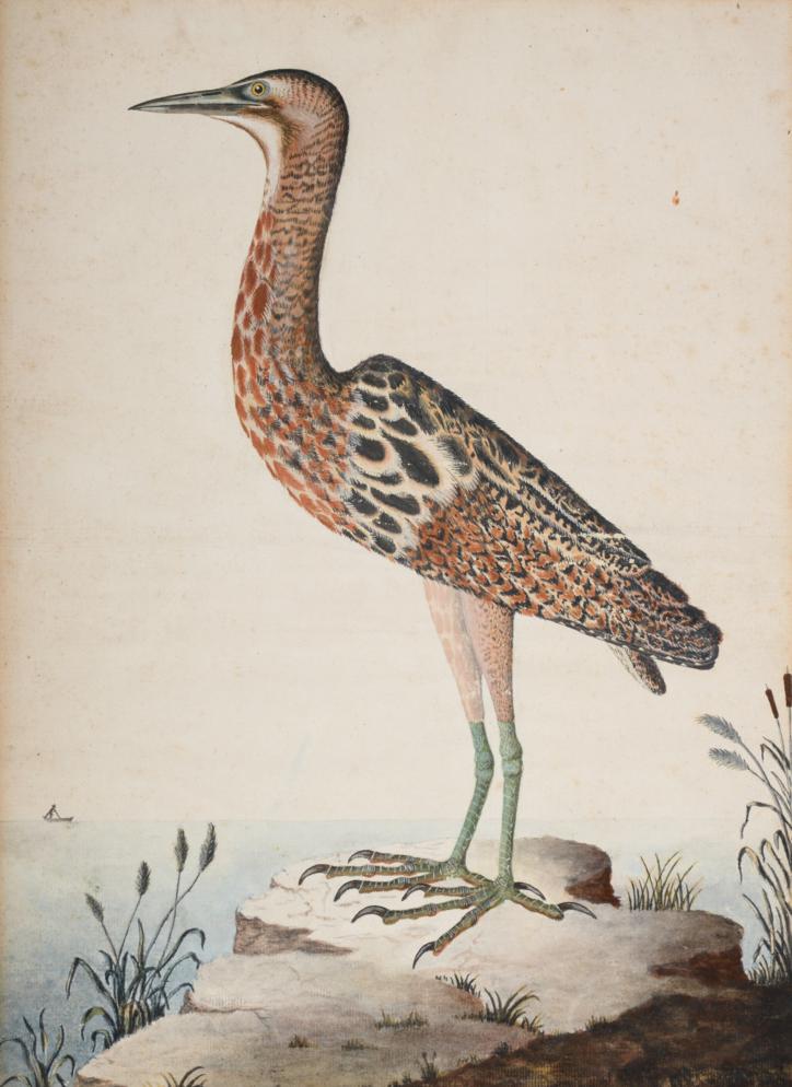 Sir William Strickland, 6th Bt. (1753-1834) Young Black-Throated Diver at rest Initialled and - Image 2 of 4